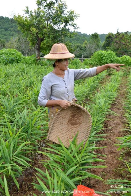 Kalaw, Trekking y Tranquilidad entre Montañas