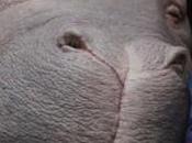 Crítica okja (2017), albert graells
