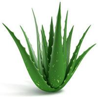 Óvulos de Aloe contra la Resequedad Vaginal