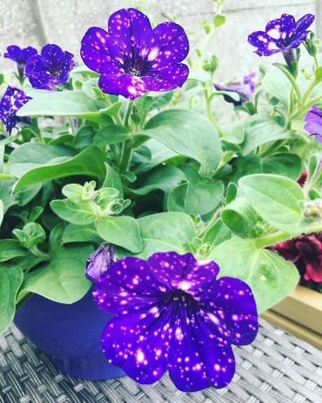 Flores que parecen de otra Galaxia - Petunias del cielo nocturno