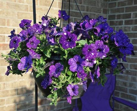 Flores que parecen de otra Galaxia - Petunias del cielo nocturno