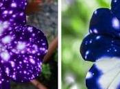 Flores parecen otra Galaxia Petunias cielo nocturno