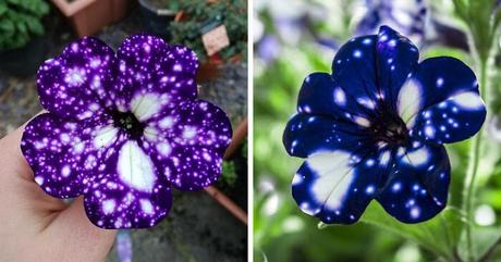 Flores que parecen de otra Galaxia - Petunias del cielo nocturno