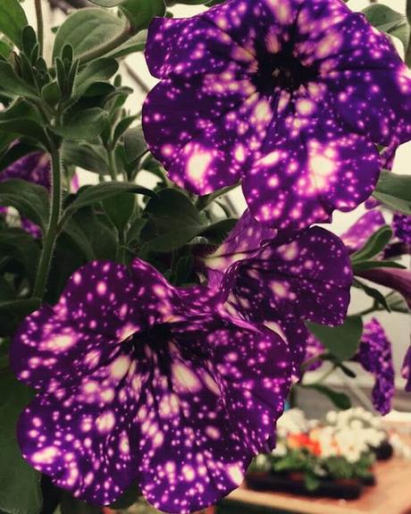 Flores que parecen de otra Galaxia - Petunias del cielo nocturno