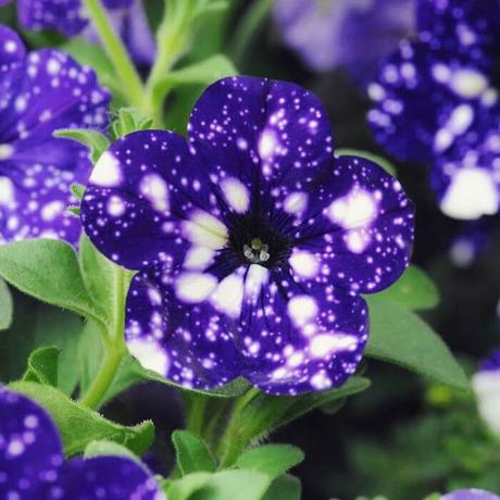 Flores que parecen de otra Galaxia - Petunias del cielo nocturno