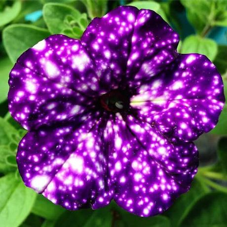 Flores que parecen de otra Galaxia - Petunias del cielo nocturno