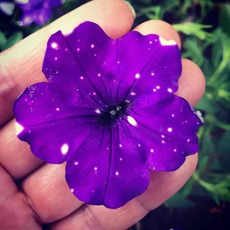 Flores que parecen de otra Galaxia - Petunias del cielo nocturno