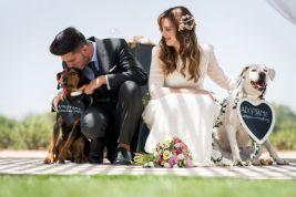 colores-de-boda-perro-zankyou-abrazo-animal-7