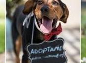 perro boda? “Sí, quiero” (Shooting solidario Zankyou asociación Abrazo Animal)