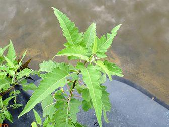 Propiedades medicinales de la chicura