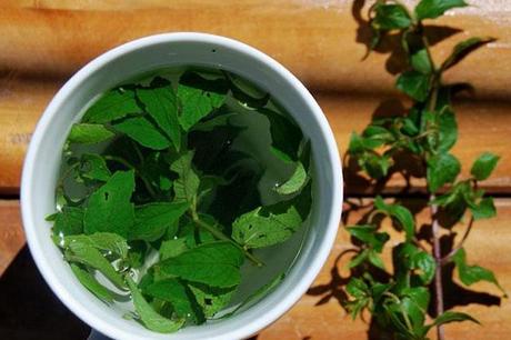 Beneficios de la muña muña