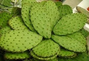 Propiedades de los nopales