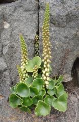 Plantas medicinales de la Sierra Norte de Guadalajara