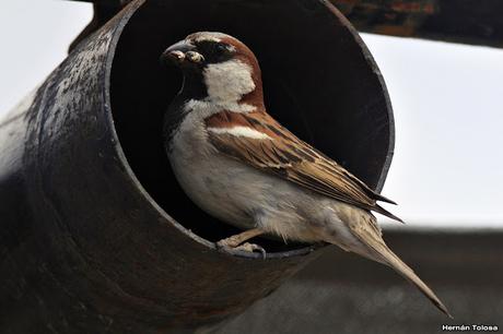 Gorriones anidando