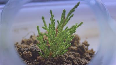 Plantita en recipiente de cristal