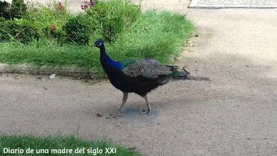 Actividades con niños: Un paseo por el Campo del Moro en Madrid