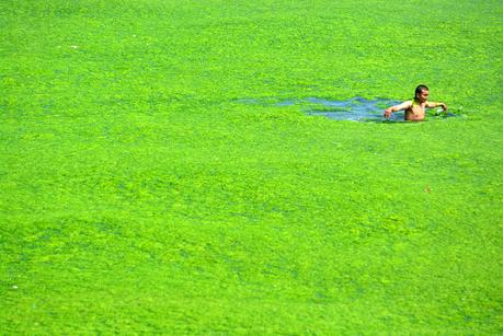 Algas en las piscinas naturales