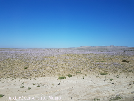 Desierto Florido de Atacama