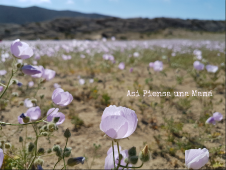 Desierto Florido de Atacama