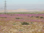 Desierto Florido Atacama