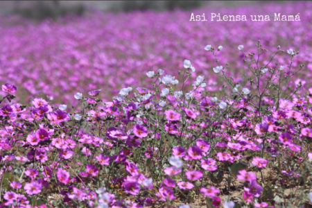 Desierto Florido de Atacama