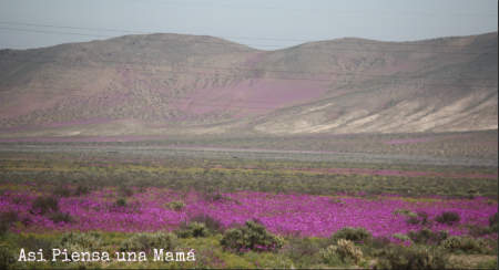 Desierto Florido de Atacama