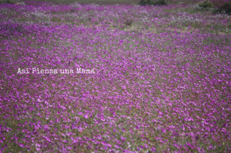 Desierto Florido de Atacama