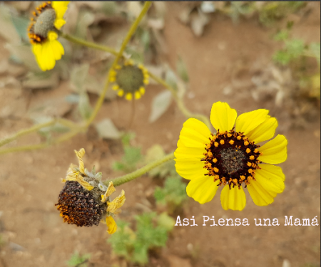 Desierto Florido de Atacama