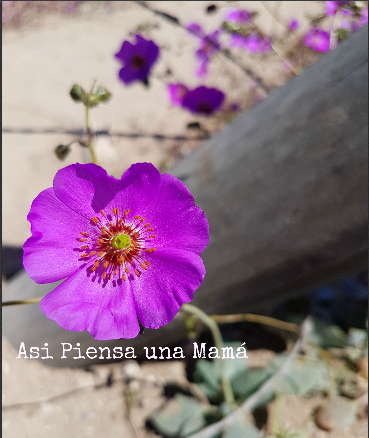 Desierto Florido de Atacama