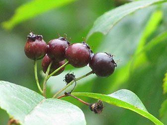 Beneficios del copalquín