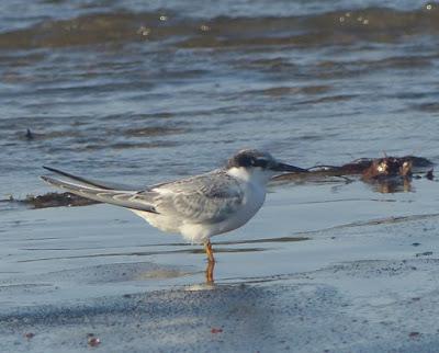 Un joven de charrancito