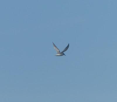 Un joven de charrancito