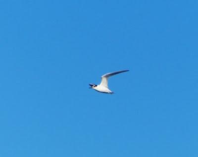 Un joven de charrancito