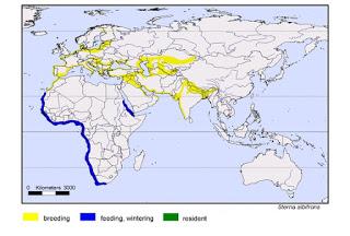 Un joven de charrancito