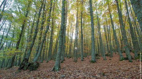 Castañar de El Tiemblo otoño