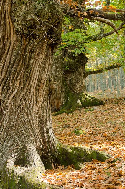 Castaños en otoño Castañar de El Tiemblo