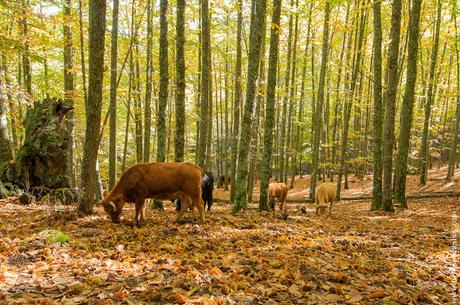 Lugares otoño cerca Madrid Castañar de El Tiemblo