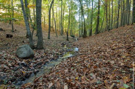 naturaleza otoño Castañar de El Tiemblo