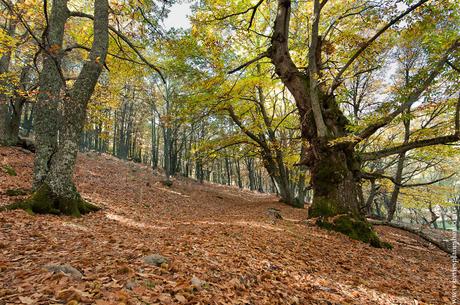 planes otoño Castañar de El Tiemblo