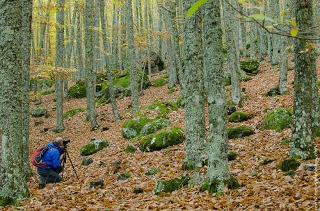 Castañar de El Tiemblo Avila otoño