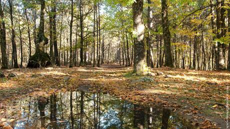 Castañar de El Tiemblo otoño