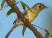 Vireo Cubano (Cuban Vireo) gundlachii (Lembeye, 1850)