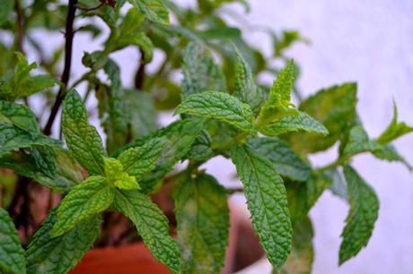 CÓMO CUIDAR TUS PLANTAS, YA UNA REALIDAD