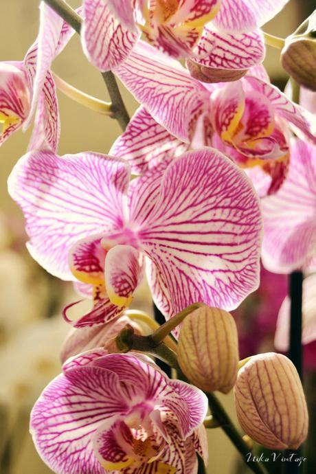 CÓMO CUIDAR TUS PLANTAS, YA UNA REALIDAD