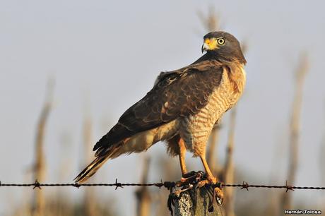 Aguilucho con presa