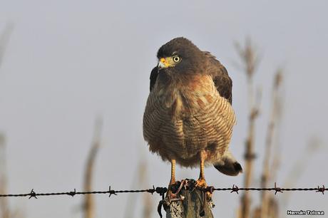 Aguilucho con presa