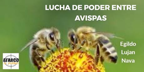 LUCHA DE PODER ENTRE AVISPAS