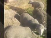 animales anuncia agua