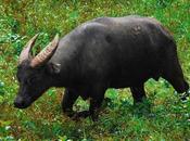 búfalo filipino miniatura