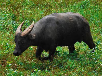 Un búfalo filipino en miniatura